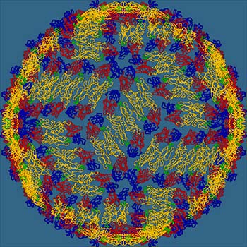 Definition of Dengue